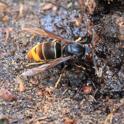 Vespa velutina (Asian Hormet).JPG